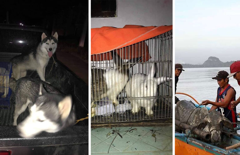Animal rescue groups save afflicted species in PH’s Volcano eruption