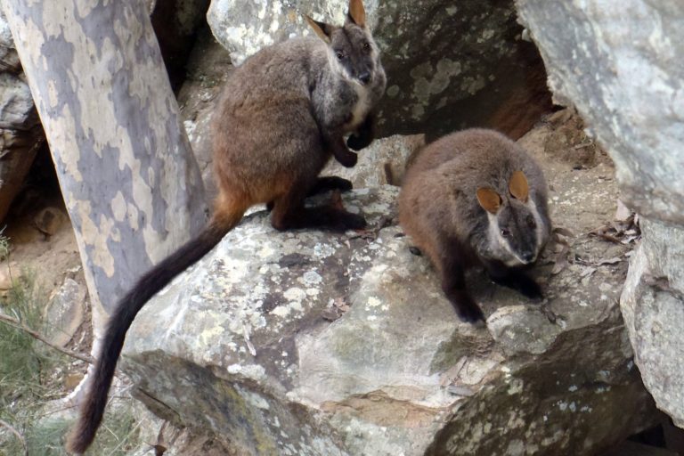 Australia Airdrops Carrots to Save Fire-Stricken Wallabies