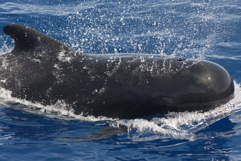 Mass Stranding Kills 42 Pilot Whales in Outer Hebrides Incident