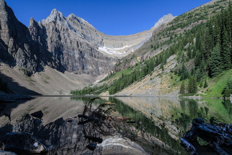 Grizzly bear kills two people and dog in Banff National Park