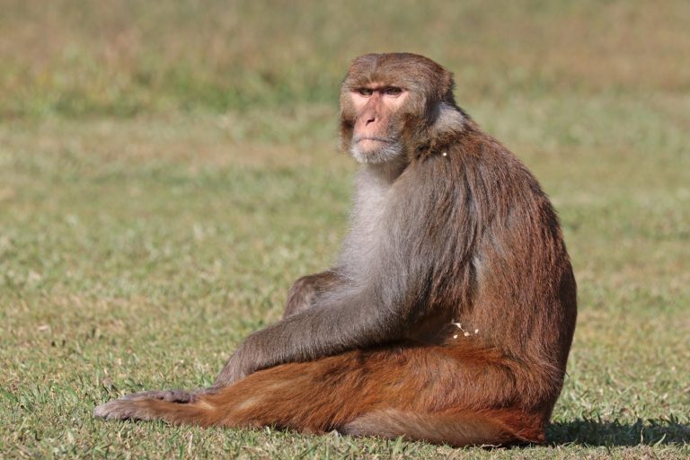 Escaped Rhesus Macaques Pose Ecological Threat in South Carolina Wilderness