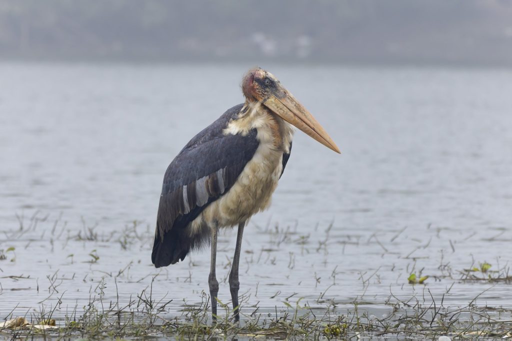 GPS Trackers on Released Storks Reveal Unknown Wild Behaviors