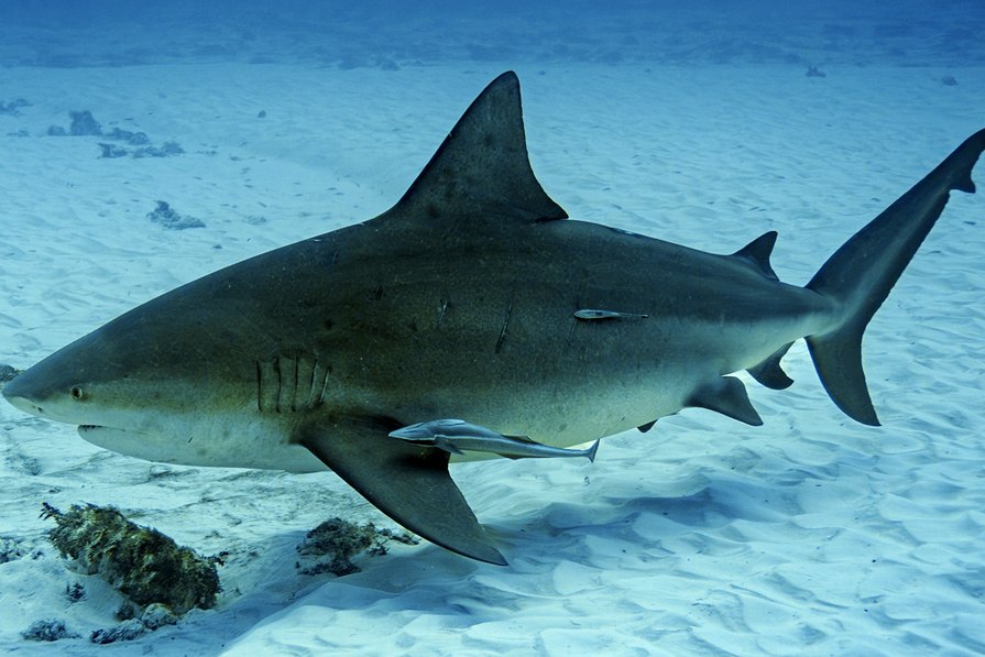 Bull Shark Kills Swiss Tourist at Crowdy Bay Park