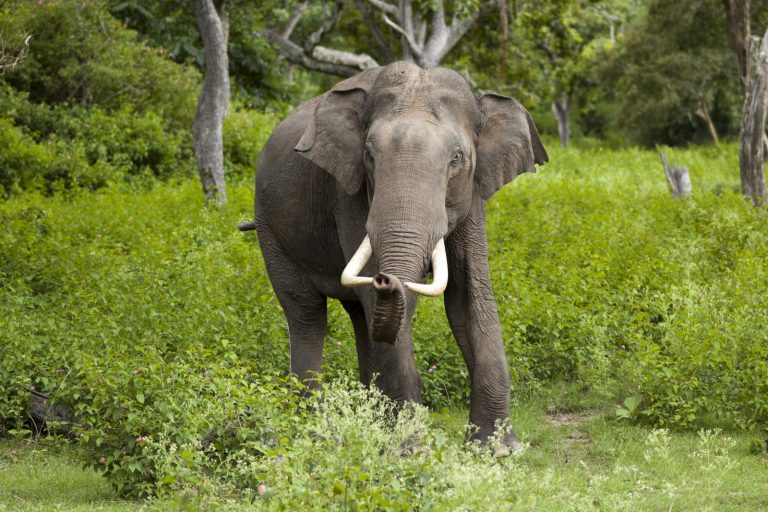 Six Dead in India After Wild Elephant Herd Tramples Victims