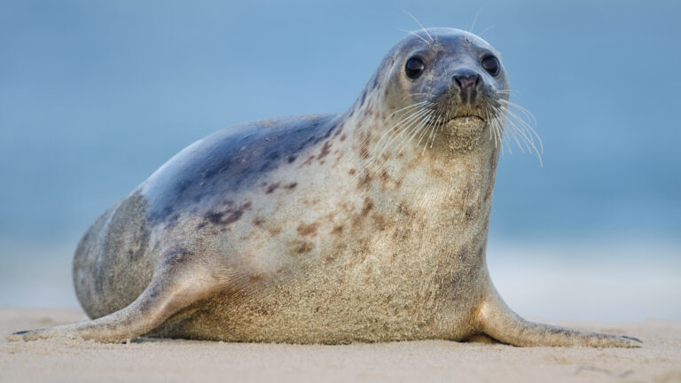 Avian Flu Outbreak Kills 522 Seals in Southern Brazil