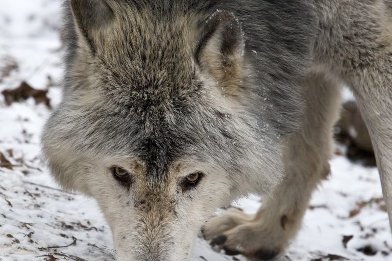 Wisconsin wolf population stabilizes at 1,162, down 5% from 2025