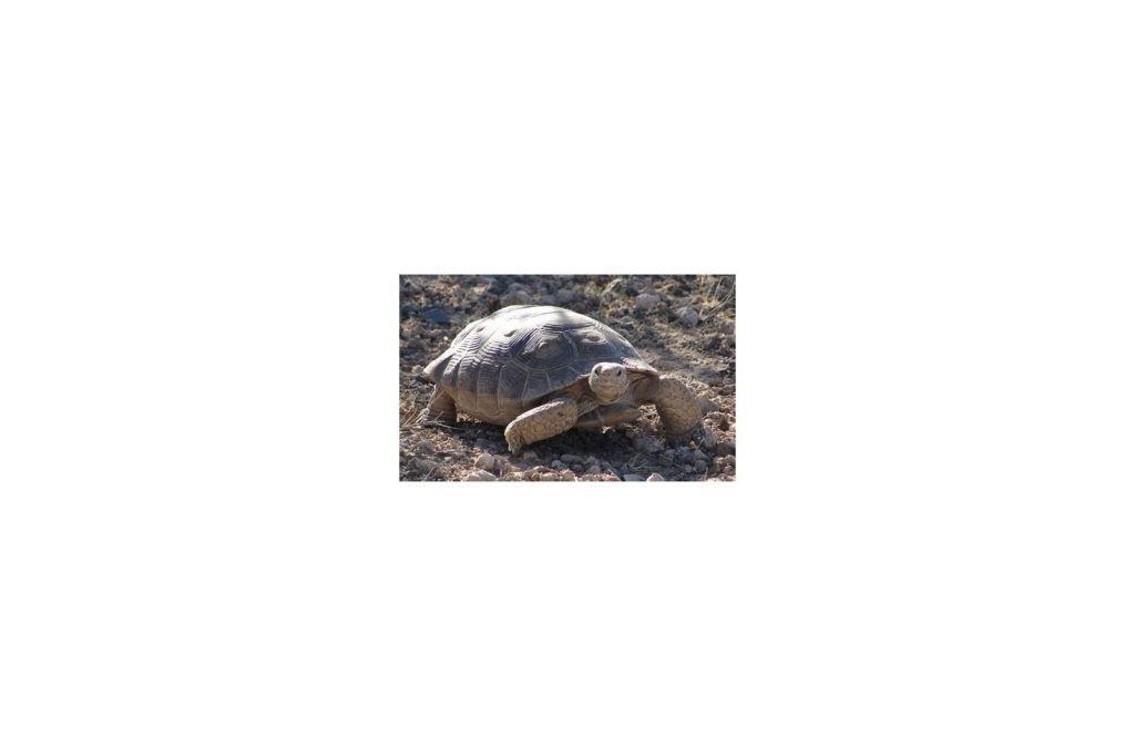 PBS Bets on Slow Star: Mojave Tortoise Gets Full Wild Critters USA Episode