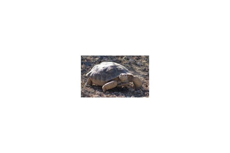 PBS Bets on Slow Star: Mojave Tortoise Gets Full ‘Wild Critters USA’ Episode