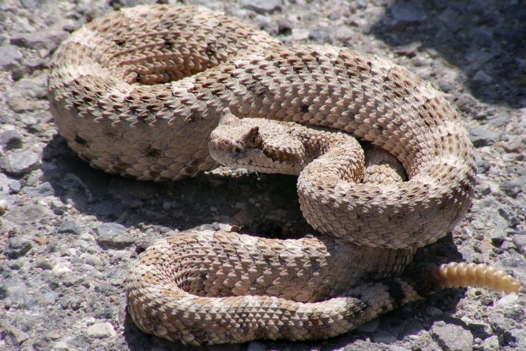 Authorities investigate rattlesnake sighting on Bermuda’s Gibbs Hill Road