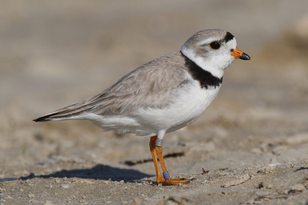 Massachusetts town warns July 4 flags threaten endangered birds