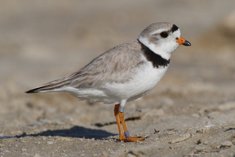 Massachusetts town warns July 4 flags threaten endangered birds