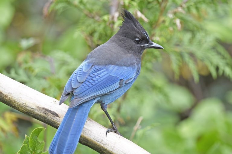 Steller’s Jay Spotted in Massachusetts After Spring Storm Drifts East