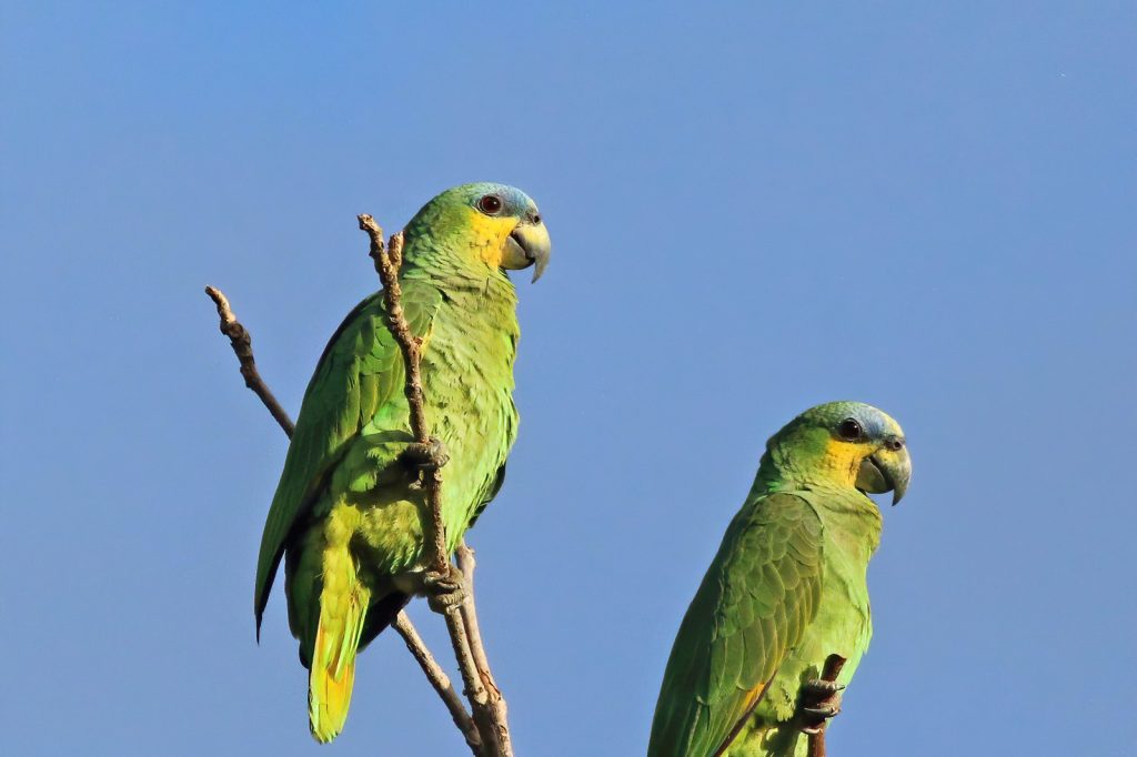 Exotic Pet Trade Leaves Functional Gaps in Ecosystems, Scientists Warn