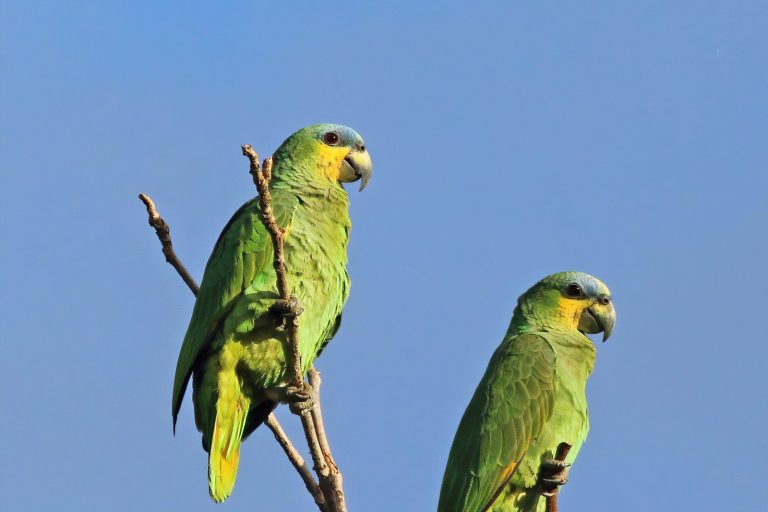 Exotic Pet Trade Leaves Functional Gaps in Ecosystems, Scientists Warn