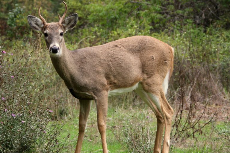 Suburban Deer Deterrent Plants May Pose Poisoning Risks to Wildlife