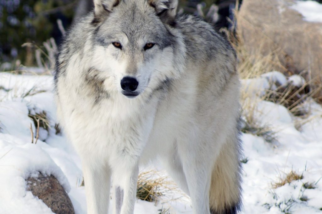 DNR Report Shows Wolf Pack Size Varies Widely Across Wisconsin Zones