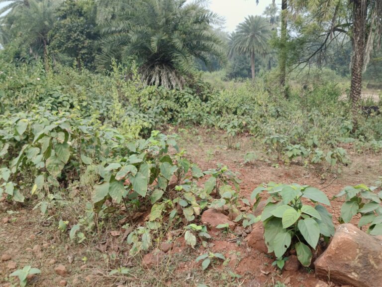 Six Dead in Jharkhand Wild Elephant Trampling Tragedy