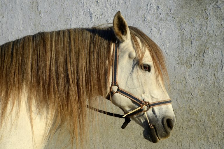 Horses show hidden fear response to predator footage, study finds