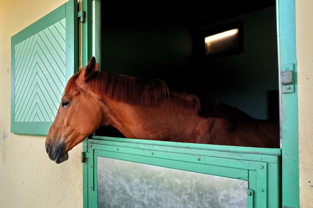 Horse Welfare Improved by Better Environment Design