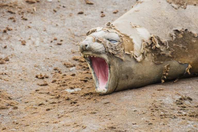 Tasmanian officials warn public after 1,000kg seal damages property