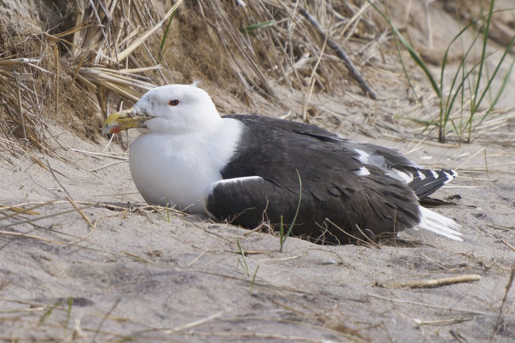 What to do if a bird seems injured?