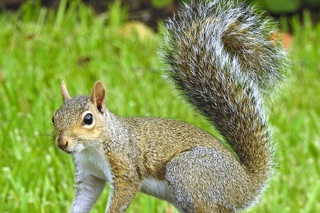Squirrels Dust Bathe for Hygiene and Parasite Control