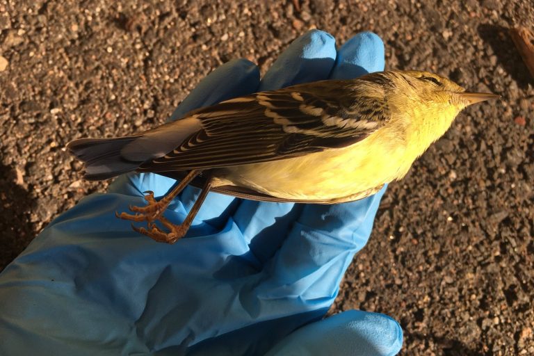 Bird window strike recovery depends on impact severity, may take hours
