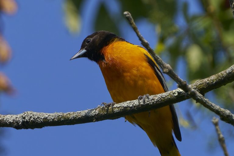 Bird window strike recovery may take minutes or hours, experts say