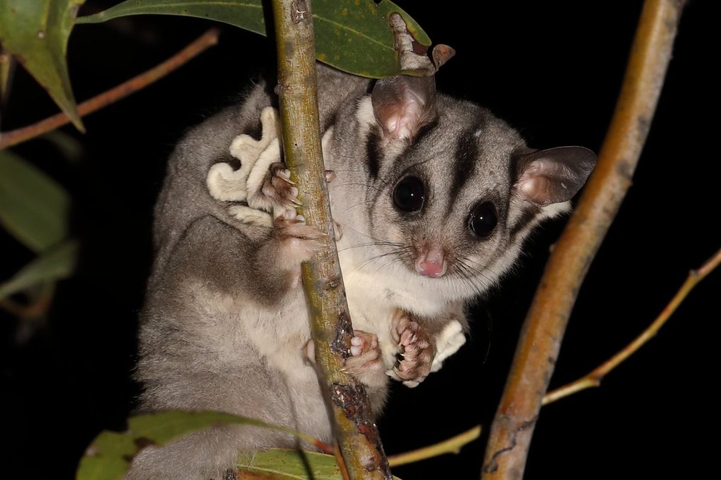 Sugar Gliders: Unraveling the Misunderstood Flight