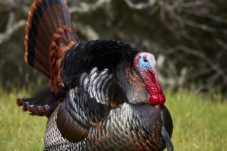 Michigan’s Wild Turkey Population Thrives Thanks to Restoration Efforts
