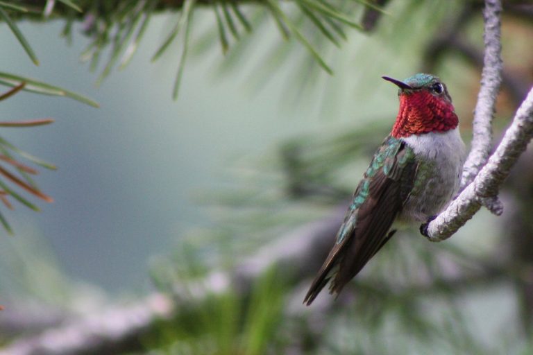 Front Range Residents Question Disappearance of Broad-Tailed Hummingbirds