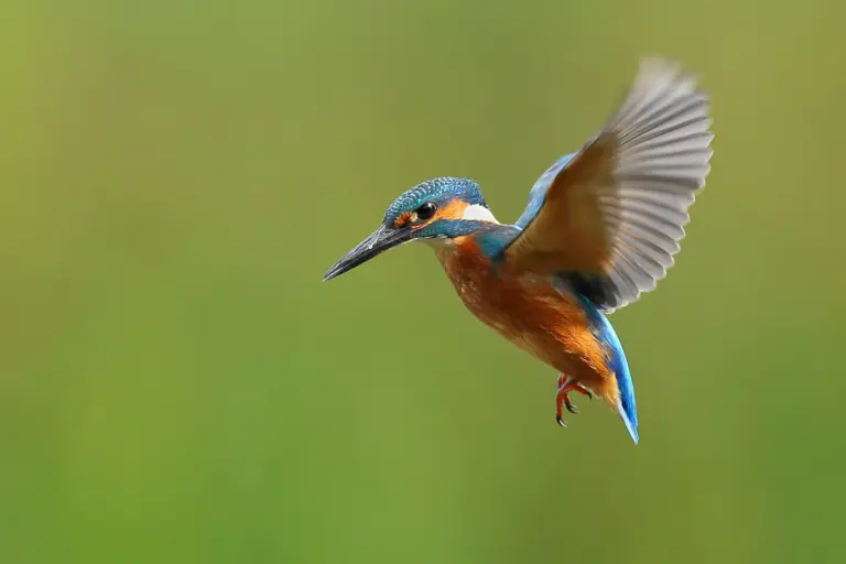Bats, Dragonflies, and Flying Squirrels Share New York Skies with Birds