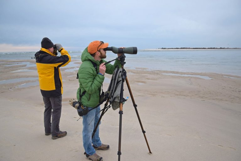 Spring and Fall Migrations Offer Prime Bird Watching Opportunities