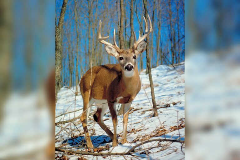 Deer’s Broad Diet Puts Them at Risk from Poisonous Plants