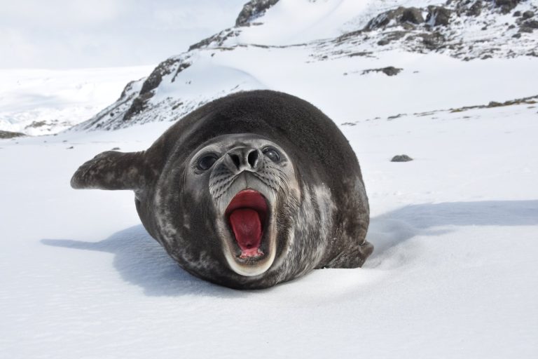 Wildlife officials warn against approaching viral seal Neil in Tasmania