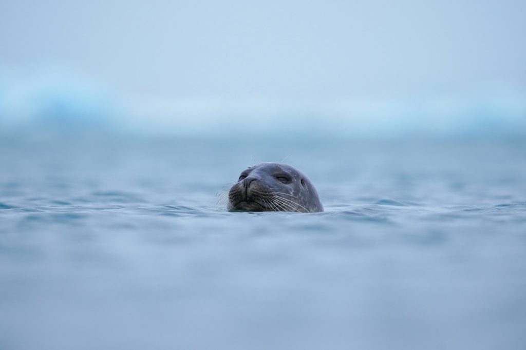 Marine experts say seals solitude reflects disrupted natural upbringing