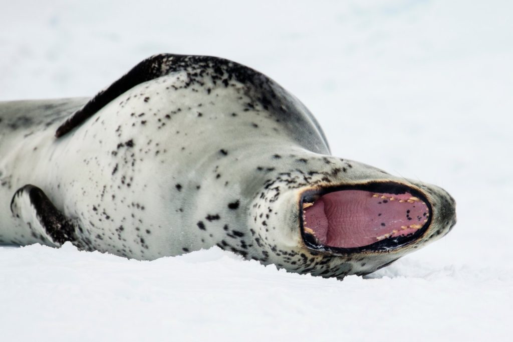 Neil the seal wreaks havoc as experts warn of \u2018loving him to death\u2019