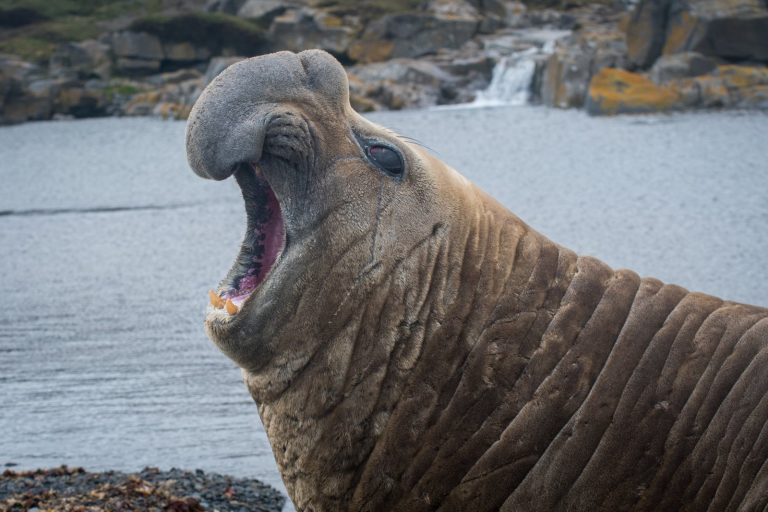 Lone elephant seal Neil damages cars and blocks roads in Tasmania