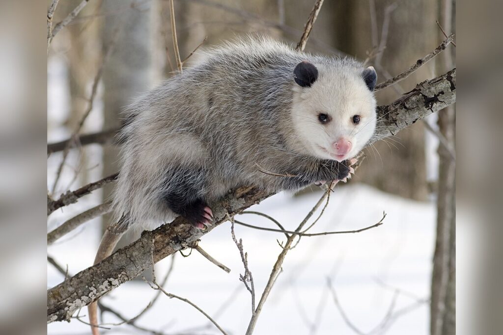 Possum