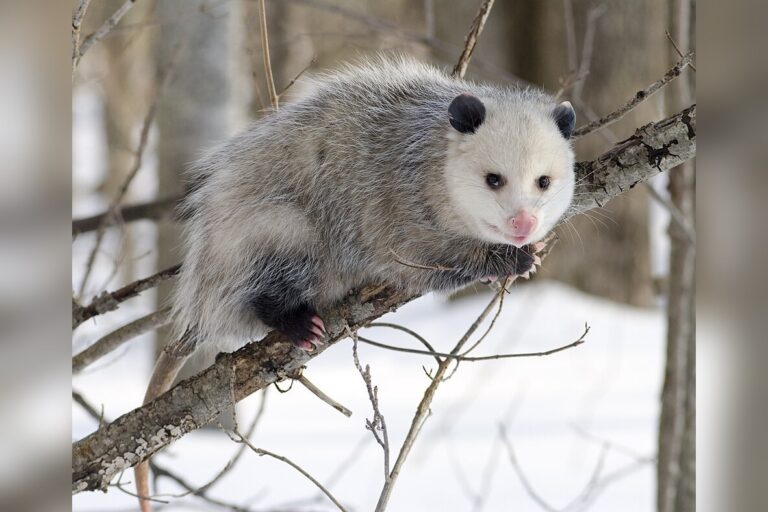 Are possums affectionate?