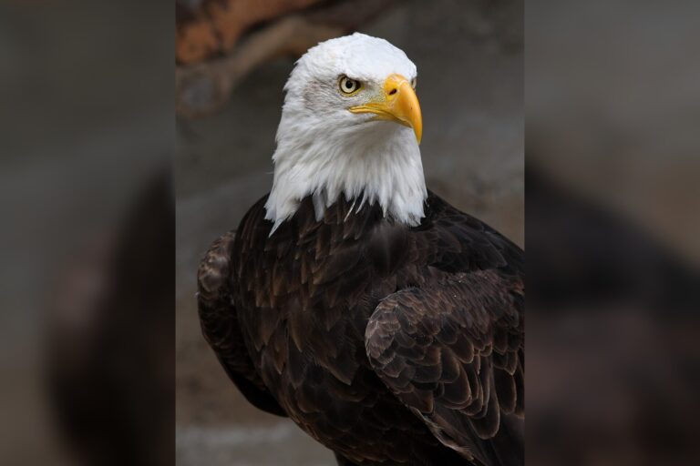 Bald Eagles Follow Food, Not Warmth, in Winter Migration