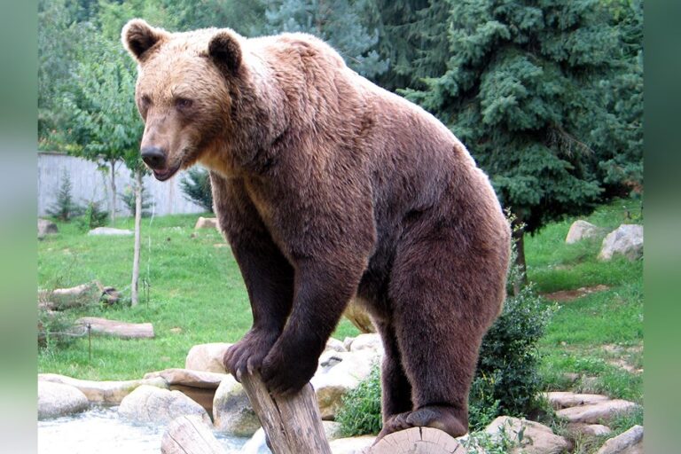 Cortlandt Koerwitz’s bear spray use proves non-lethal deterrence works