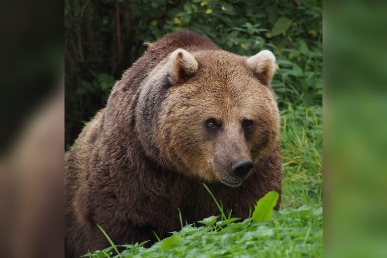 Bear spray offers non-lethal protection with strict chemical standards