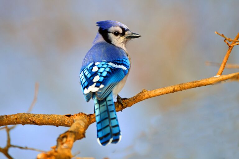 What other birds look like a blue jay?