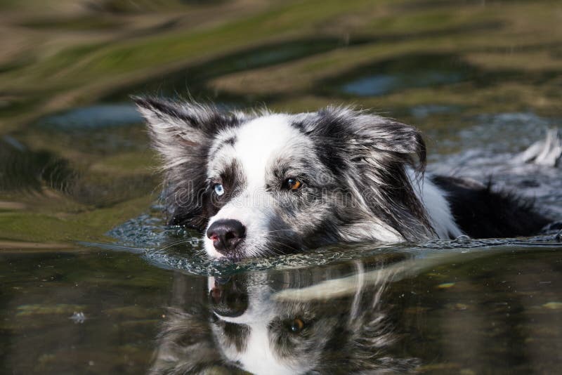 Border Collie Swimming In A Lake