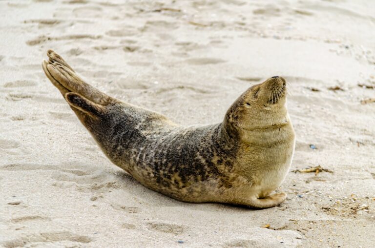 Avian Flu Kills 522 Seals on Brazilian Coast