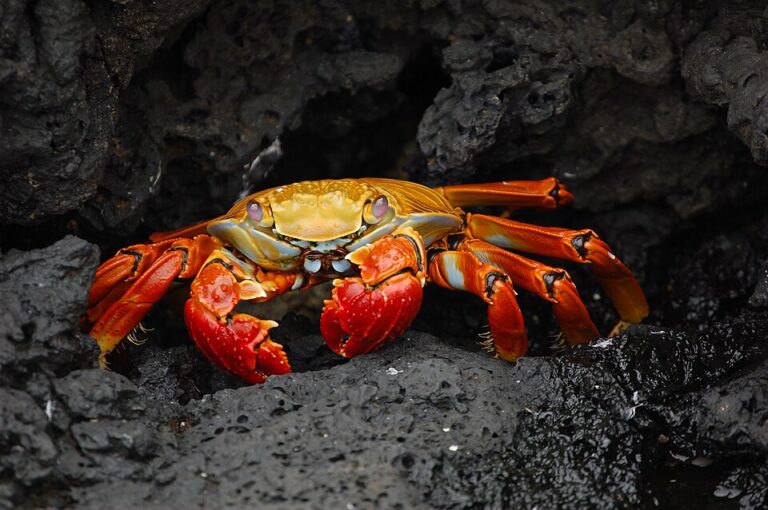 How do crabs act in a bucket?