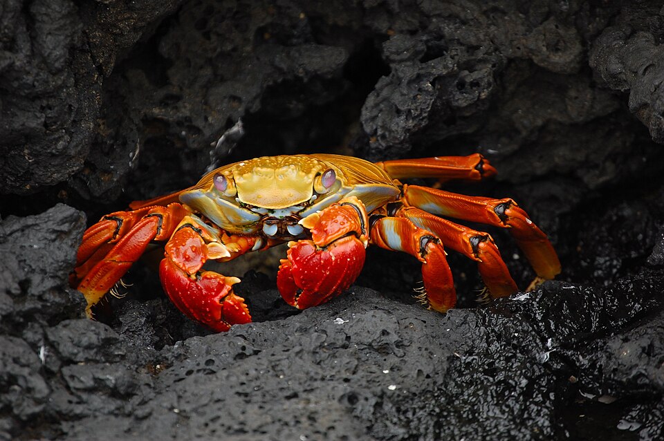 Crabs