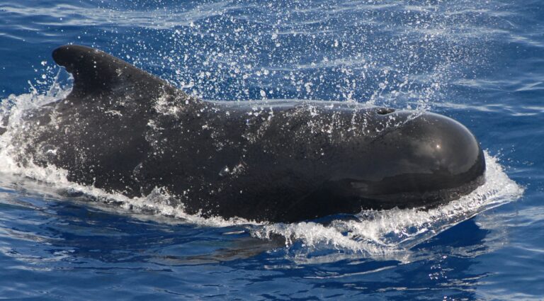 42 Pilot Whales Dead After Mass Beaching in Scotland