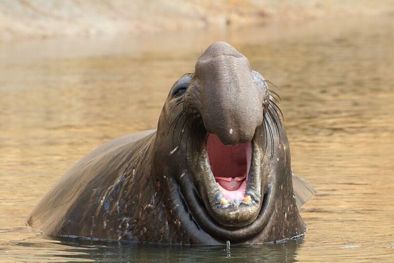 Who is Neil? The 1-tonne elephant seal and Tasmania’s ‘reigning